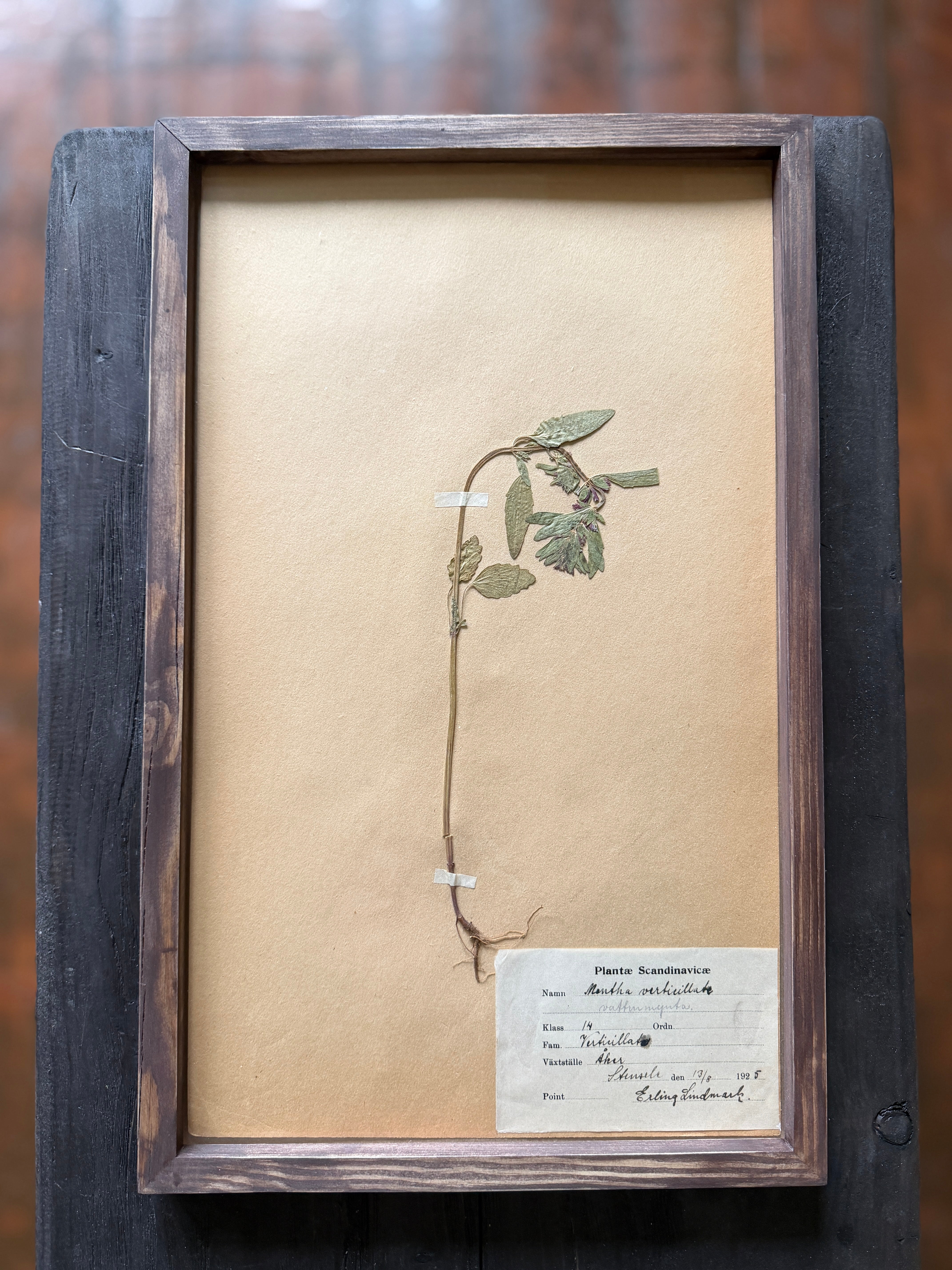 Herbarium