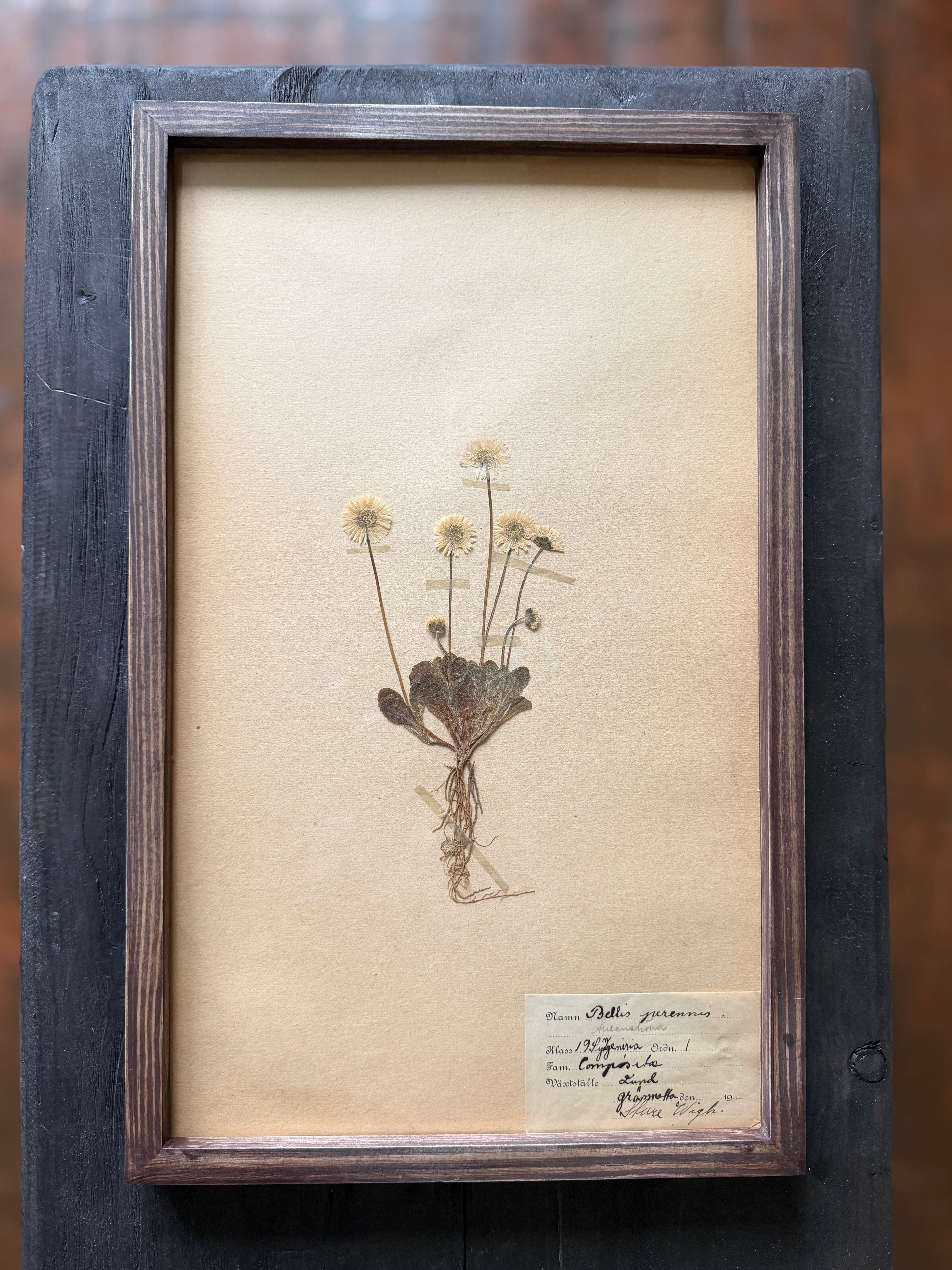 Herbarium