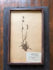 Herbarium