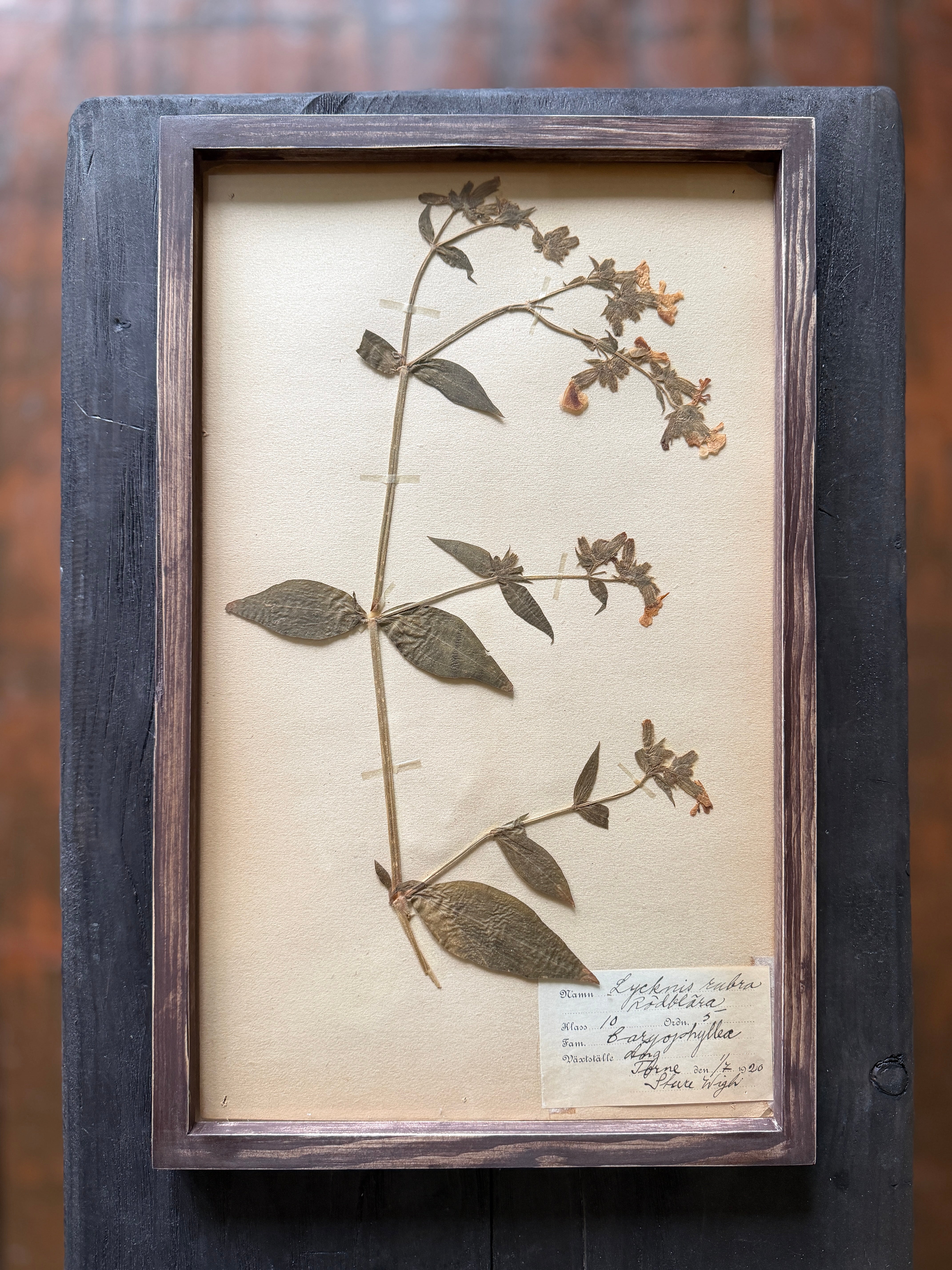 Herbarium