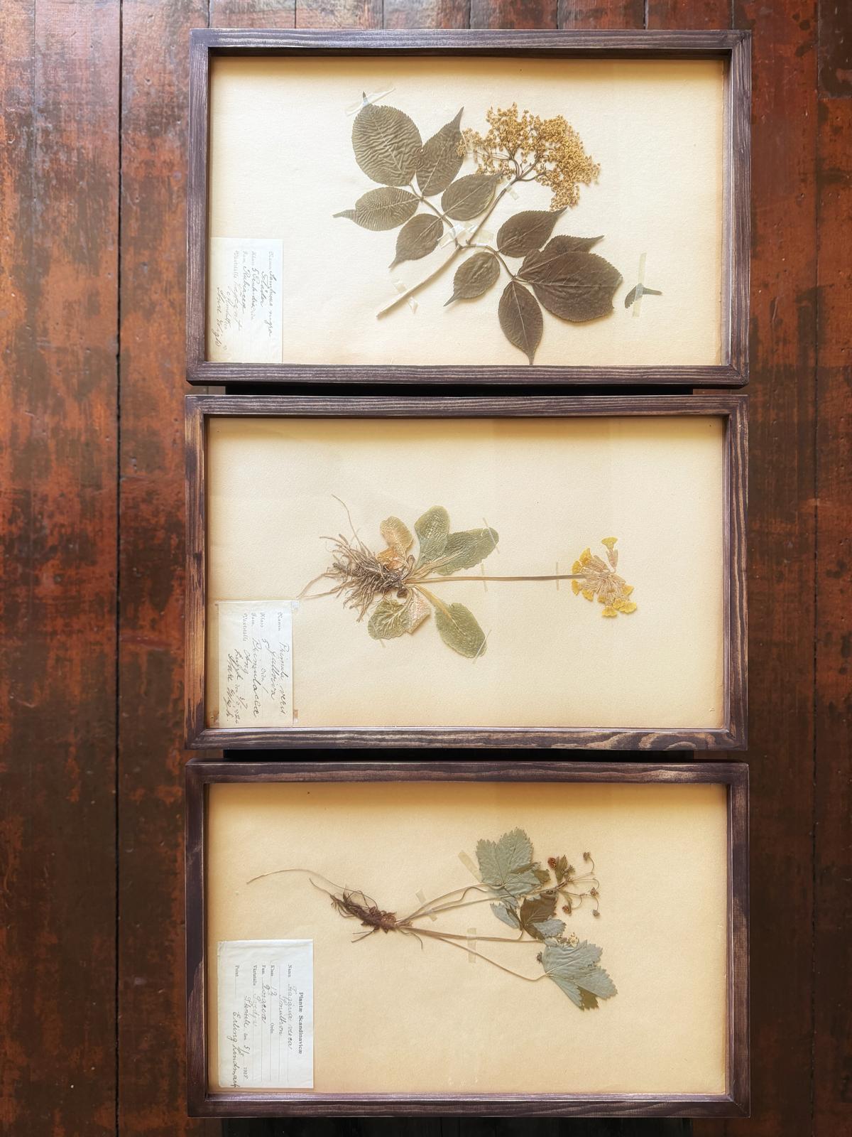 Herbarium